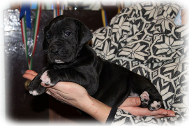 cucciolo alano nero